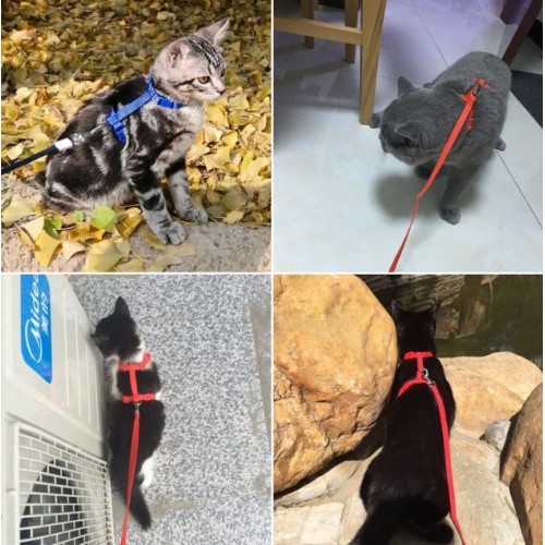 Kedi%20Tasması